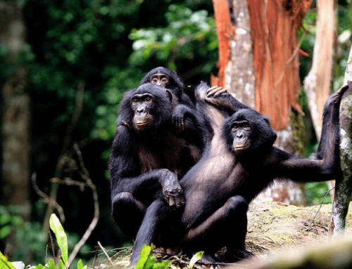 Bonobo ist nicht gleich Bonobo – drei genetisch unterschiedliche Populationen im Kongo