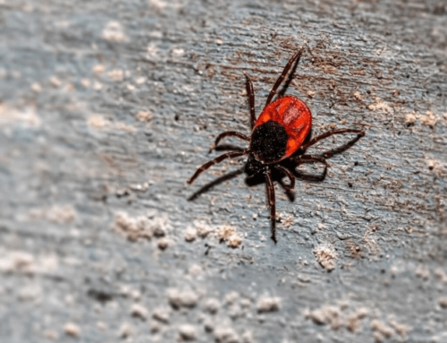 FSME & Co.: Forscher:innen entdecken in den Alpen neues Zeckenvirus