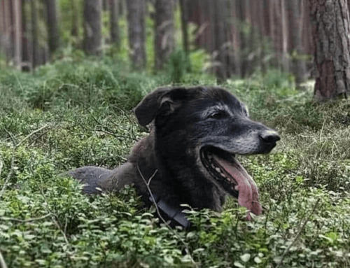 Wer rastet, der rostet – gute Trainierbarkeit hält Hunde jung